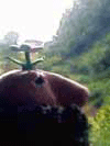miki.gif
